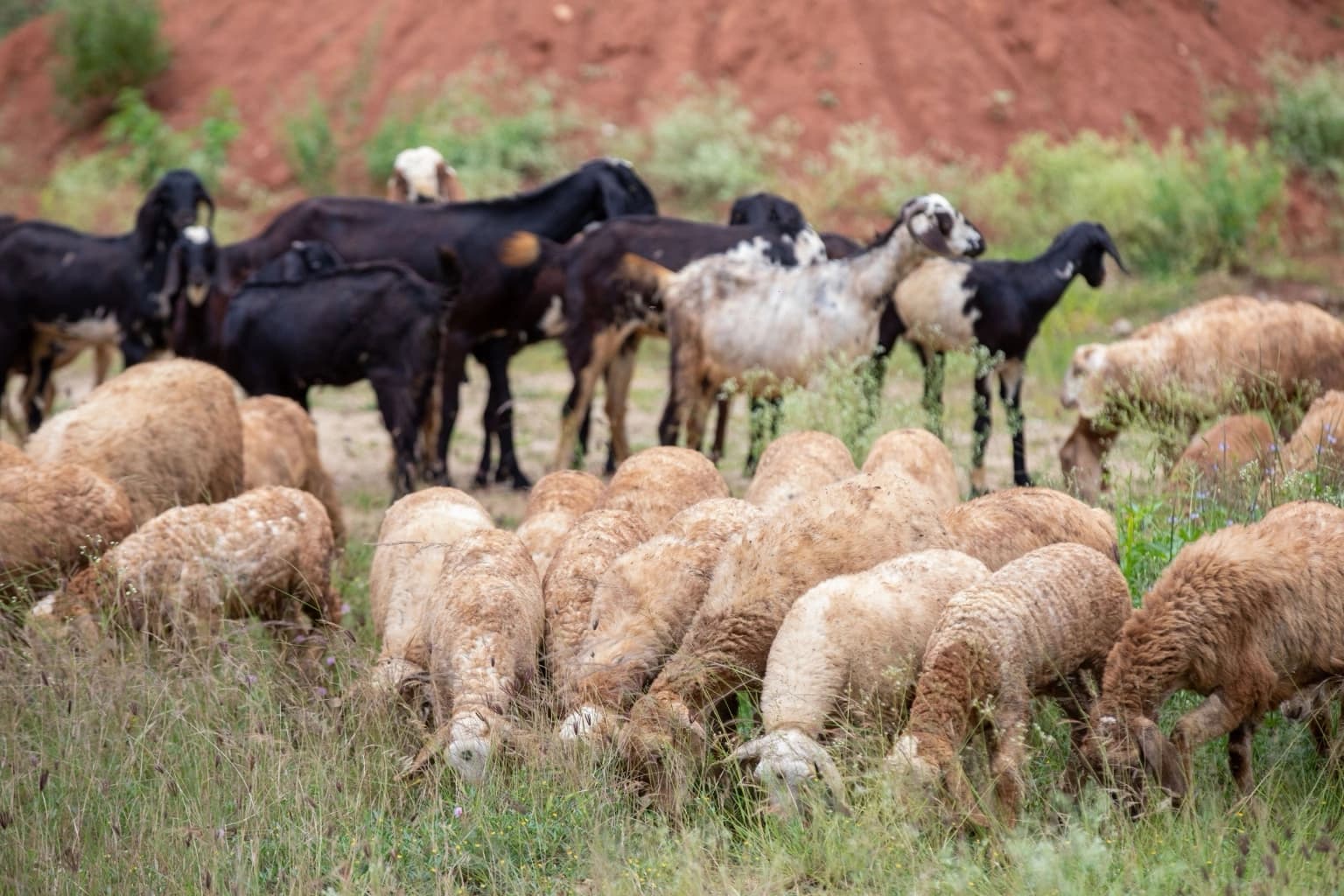 Sheep and goats grazing in a farm setting